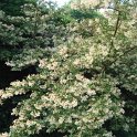 Viburnum x hillierii 'Winton'